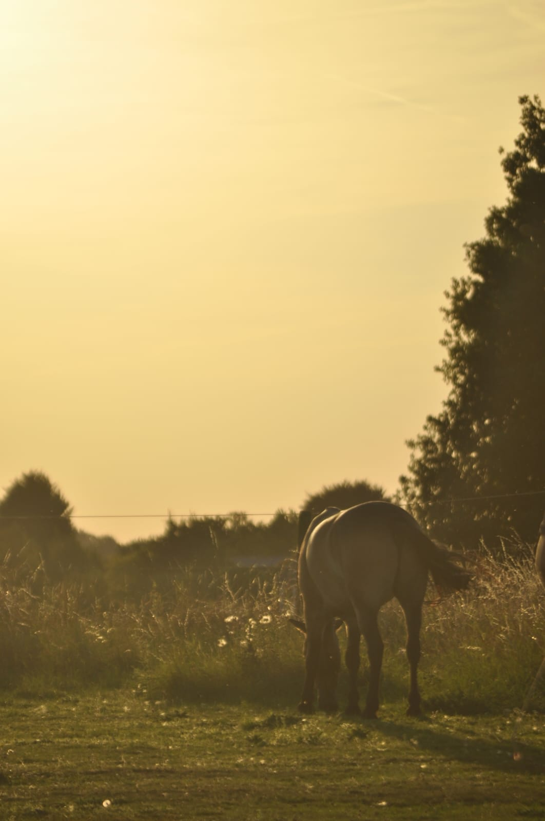 Pferd auf der Weide in der goldenen Stunde